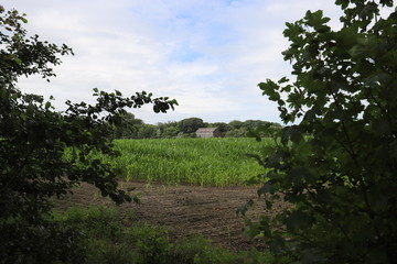 A beautiful blue cloudy sky over a cornfield park with forest edge