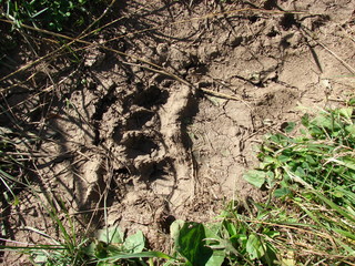 bear trail on the ground