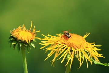 Bee pollination on yellow flower