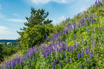 Slope with blue lupine flowers at summer