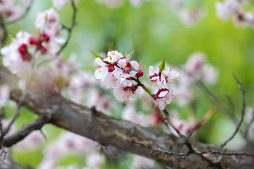 Nice white apricot spring flowers branch macro nature photography 