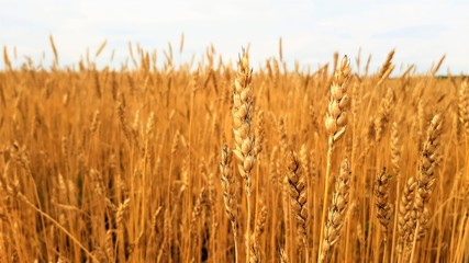 Purple lavender flowers in the field and in the meadow