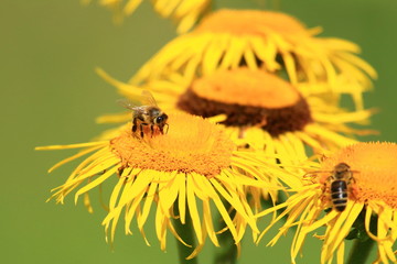Bee pollination on yellow flower