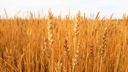 Purple lavender flowers in the field and in the meadow