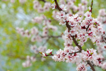Nice white apricot spring flowers branch macro nature photography 