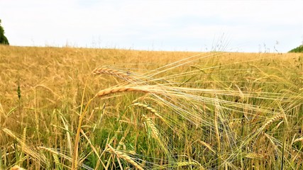 Purple lavender flowers in the field and in the meadow