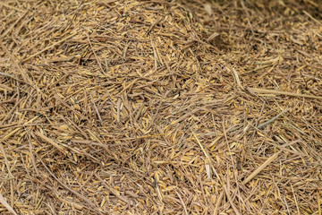 harvested hill rice