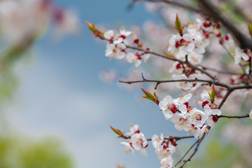 Nice white apricot spring flowers branch macro nature photography 