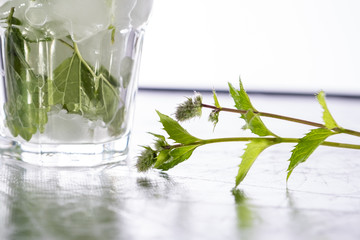 Chłodna mięta © Adam