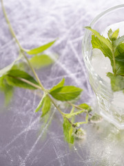 Chłodna mięta © Adam