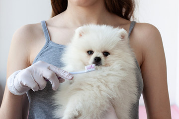 A girl in a gray t-shirt holds a white fluffy Pomeranian in one hand and a small toothbrush in the other, wants to brush the puppy's teeth