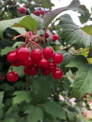 red berries on a bush