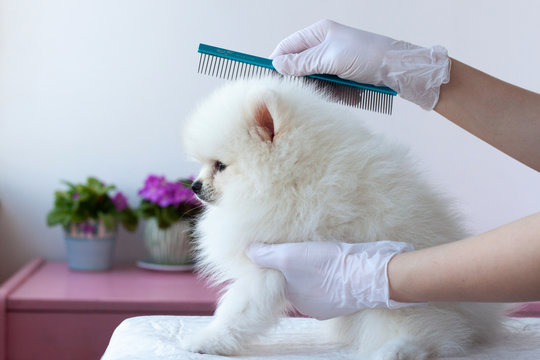 A white fluffy Pomeranian pup is combed by a grummer with a blue comb with hands in medical gloves, the pup is sitting sideways