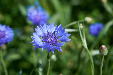 Closeup of a blooming cornflower with a beautiful intense blue colour