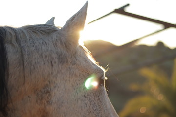 Beautiful horse in the field at sunrise