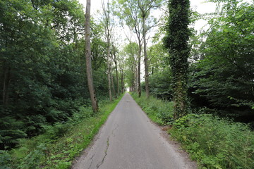 Fototapeta na wymiar Beautiful small asphalt road through a green forest.
