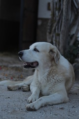 Beautiful white and cream mastiff dog 