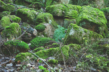 Forest Stones covered with moss.