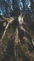 old tree stump in the forest 