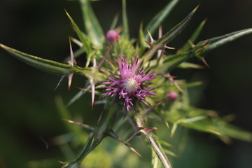 Beautiful purple flowers in a soft light