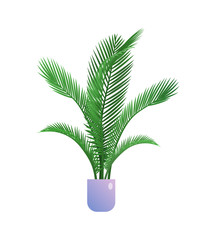 Obraz na płótnie Canvas Palm houseplant in flowerpot. Indoor exotic tropical plant for organic home or office interior decoration botanical design flat vector illustration isolated on white background