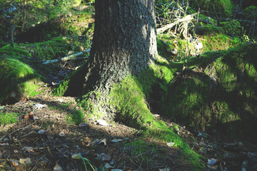 Green moss growth on covered boulder rocks.