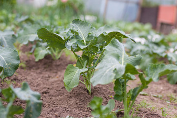 young cabbage sprouted in the garden