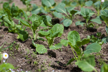 young cabbage sprouted in the garden