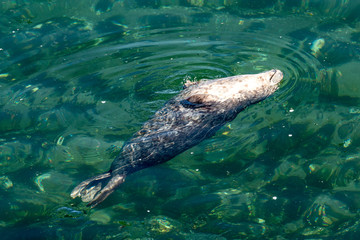 sea lion in the water