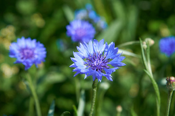 Closeup of a blooming cornflower with a beautiful intense blue colour