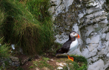 atlantic puffin or common puffin