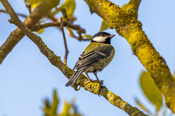 Great Tit