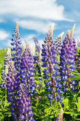 Lupine field with blue flowers at summer