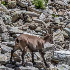 Bouquetin dans les Alpes