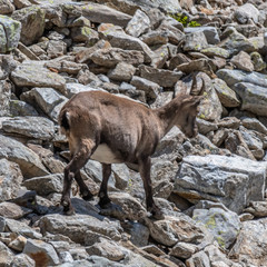 Bouquetin dans les Alpes