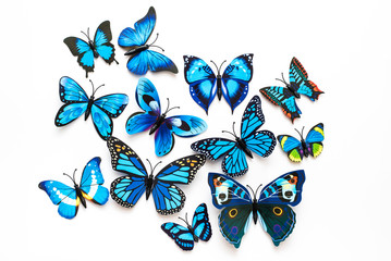 Niebieskie motyle na białym tle - obrazy, fototapety, plakaty