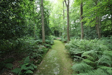 Obraz premium Beautiful green forest path with forest ferns on the sides in a green summer forest.