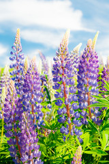 Lupine field with blue flowers at summer