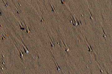 shells in the sand at the beach