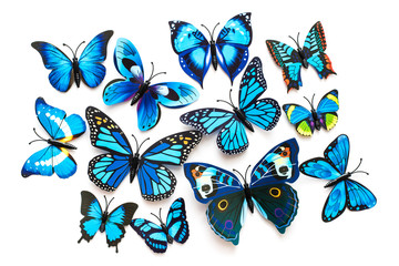 Niebieskie motyle na białym tle