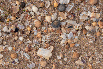 shells in the sand at the beach