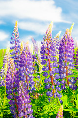 Lupine field with blue flowers at summer