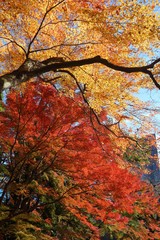 Tokyo, Japan - autumn trees