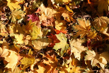 autumn leaves on the ground