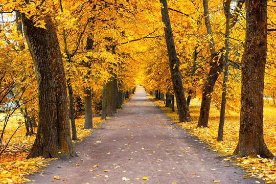 Autumn landscape, beautiful city park with fallen yellow leaves.