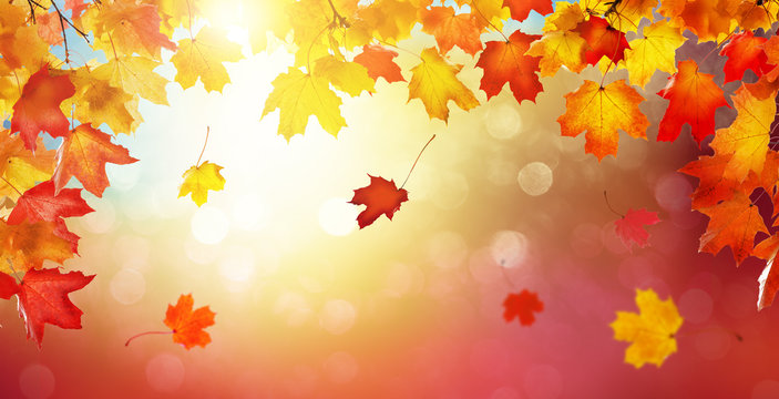 Autumn golden abstract background with bokeh light and colorful fall leaves.