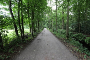 Fototapeta na wymiar Beautiful small dirt road through a green forest.
