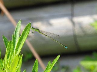 アオモンイトトンボ