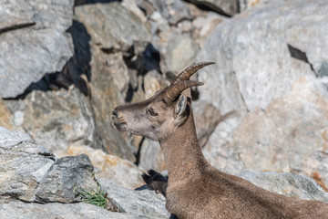 Bouquetin dans les Alpes