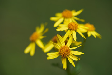 Wild plant Jacobaea vulgaris in the forest meadow. Known as ragwort, stinking Willie or tansy...